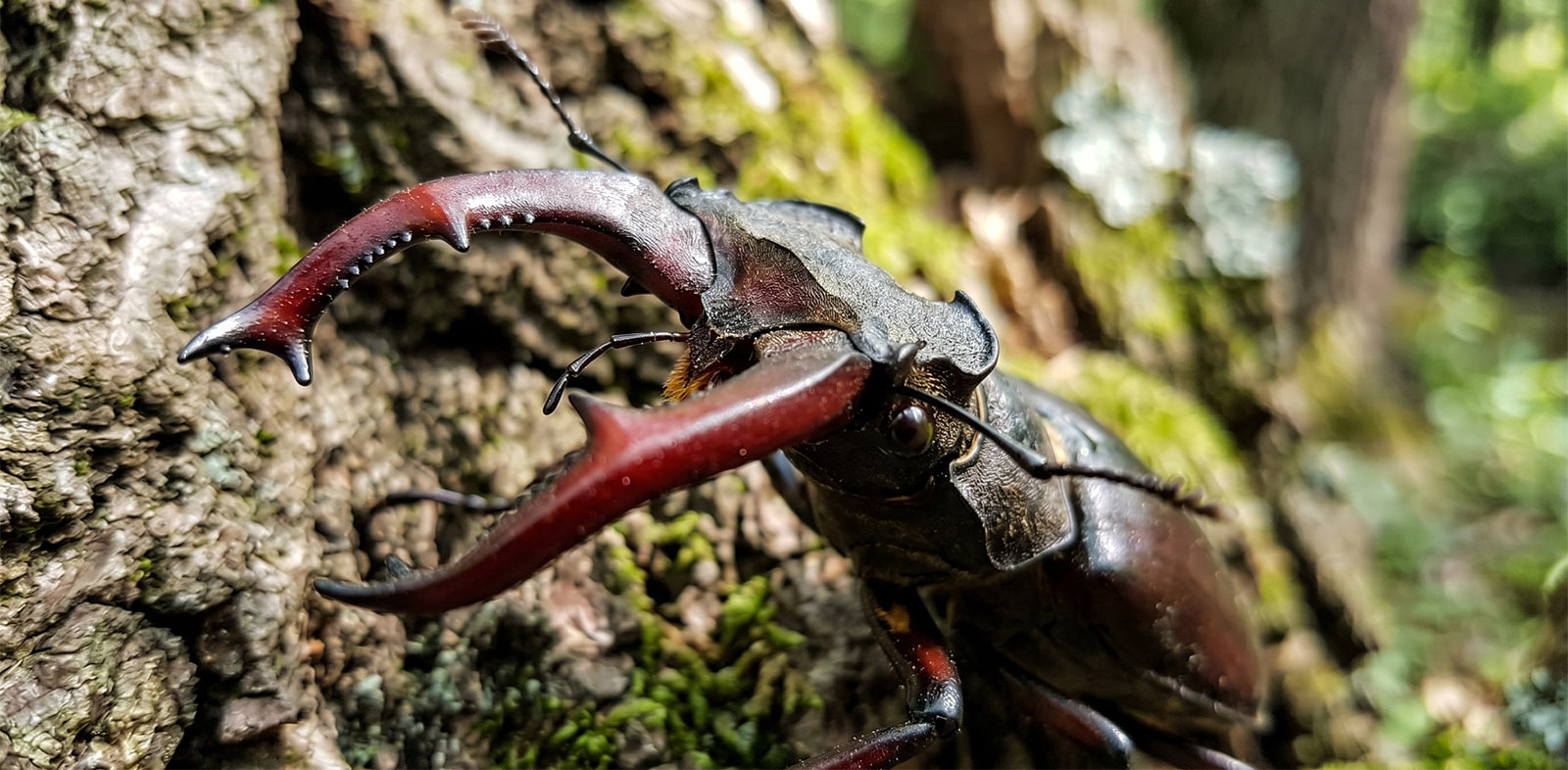 Jelenak Lucanus cervus