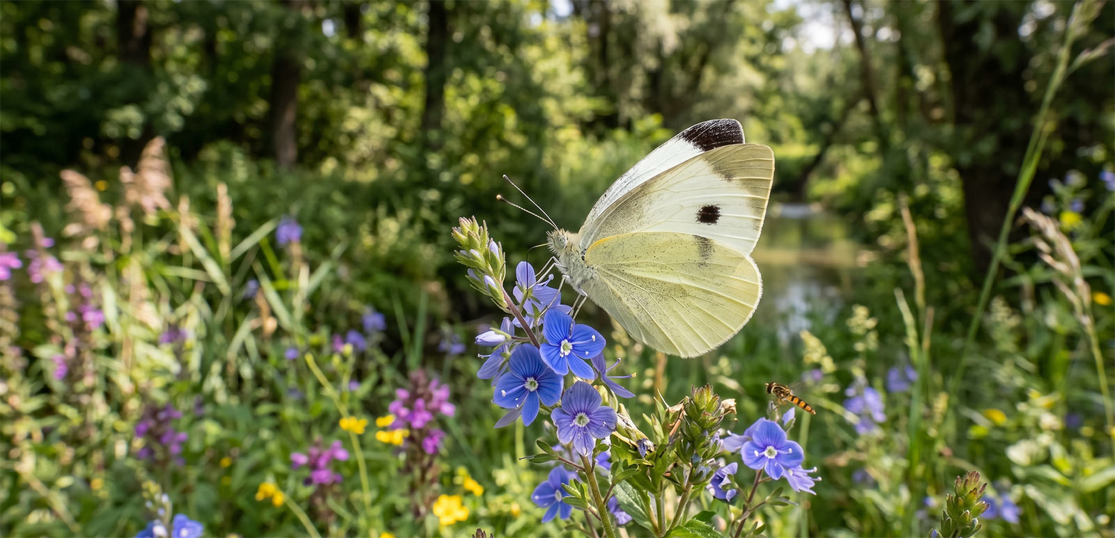 Veliki kupusar Pieris brassicae