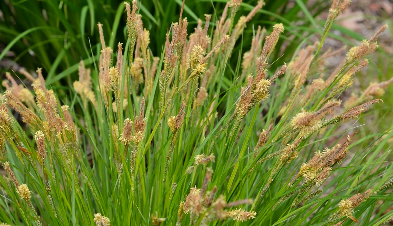 Šaš - Carex spp na reci Bosut