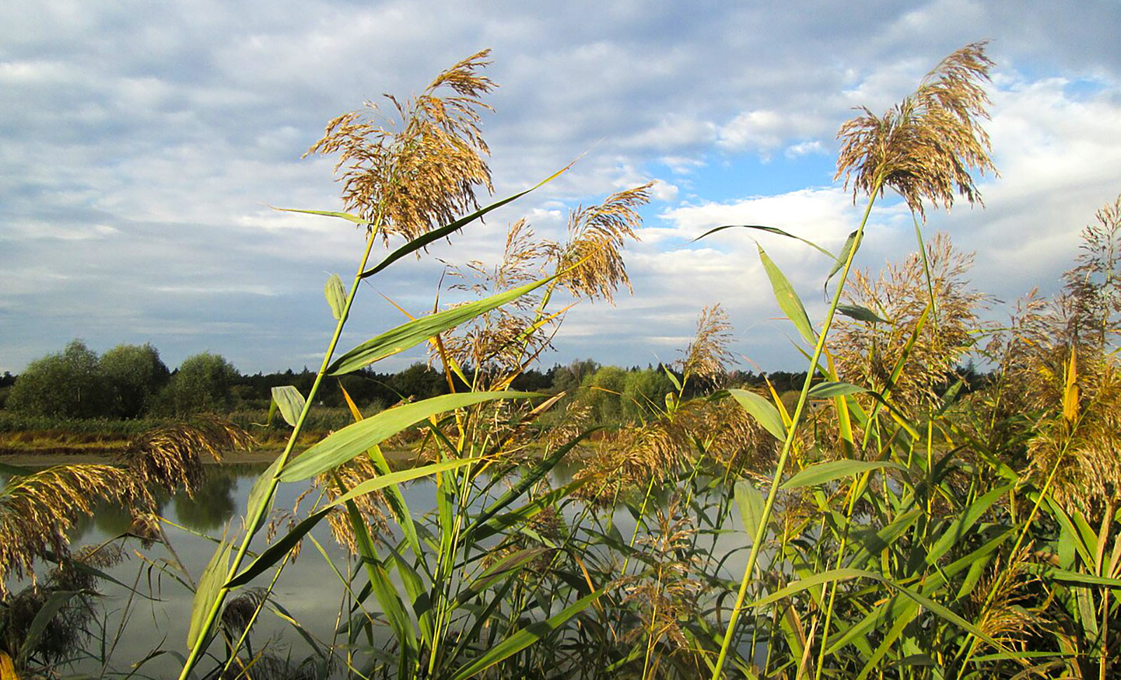 Trska - Phragmites australis na reci Bosut
