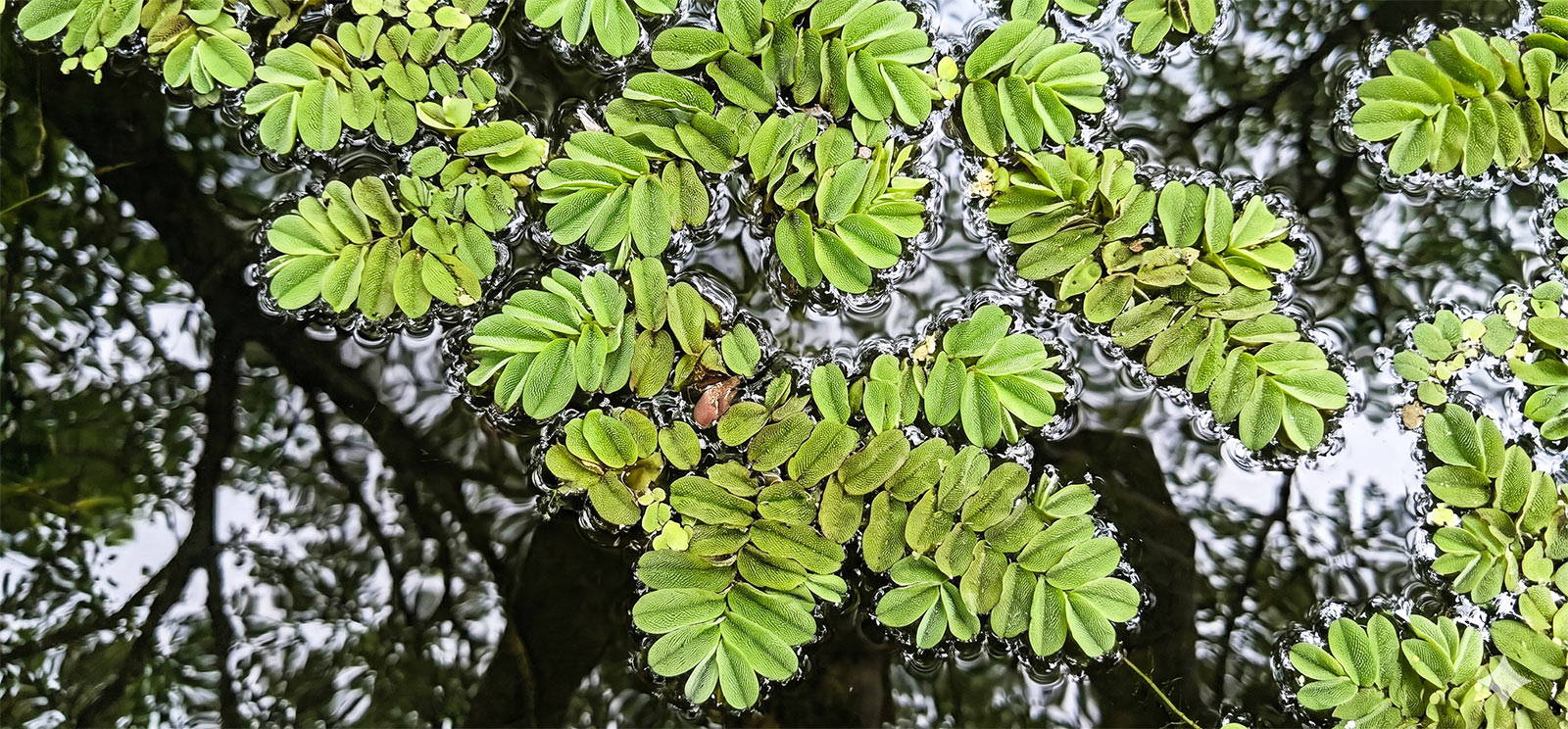 Vodena paprat Salvinia natans