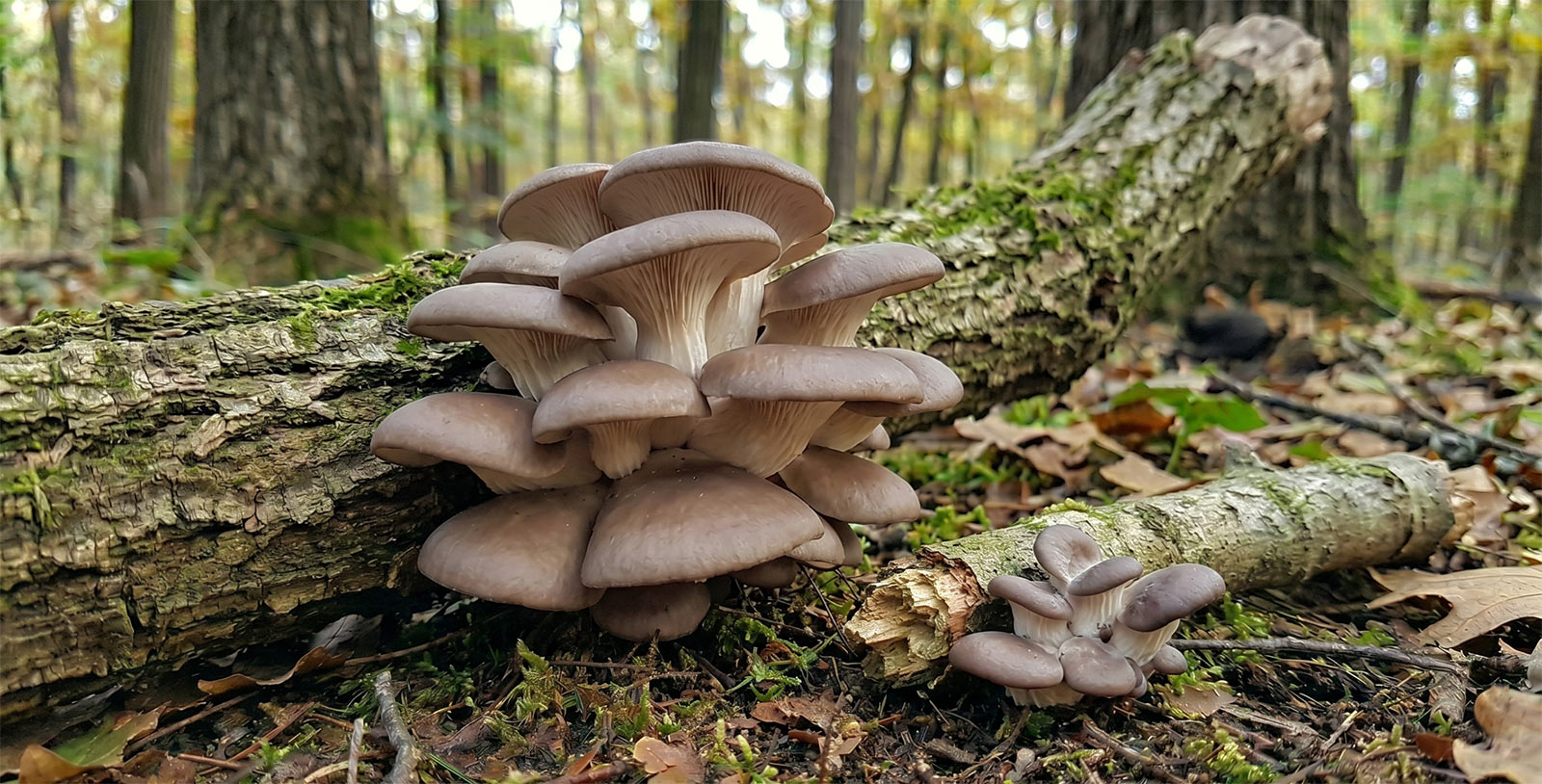 Bukovača - Pleurotus ostreatus
