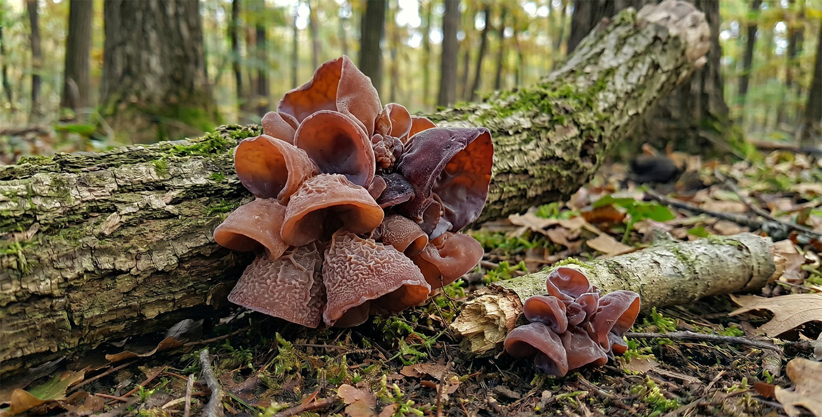 Judino uvo - Auricularia auricula-judae