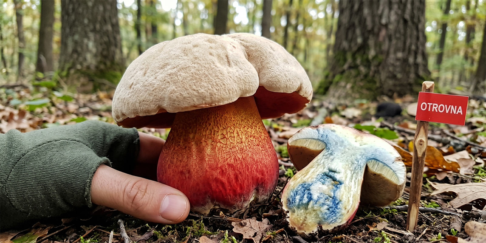 Ludara