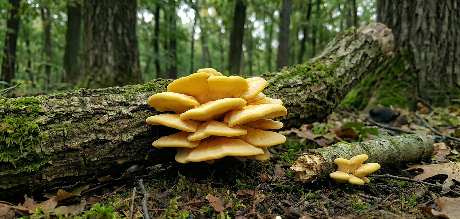 Šumsko pile - Laetiporus sulphureus