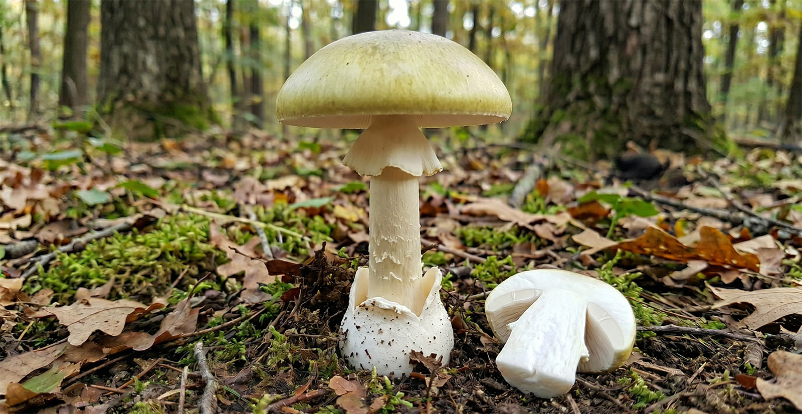 Zelena pupavka - Amanita phalloides