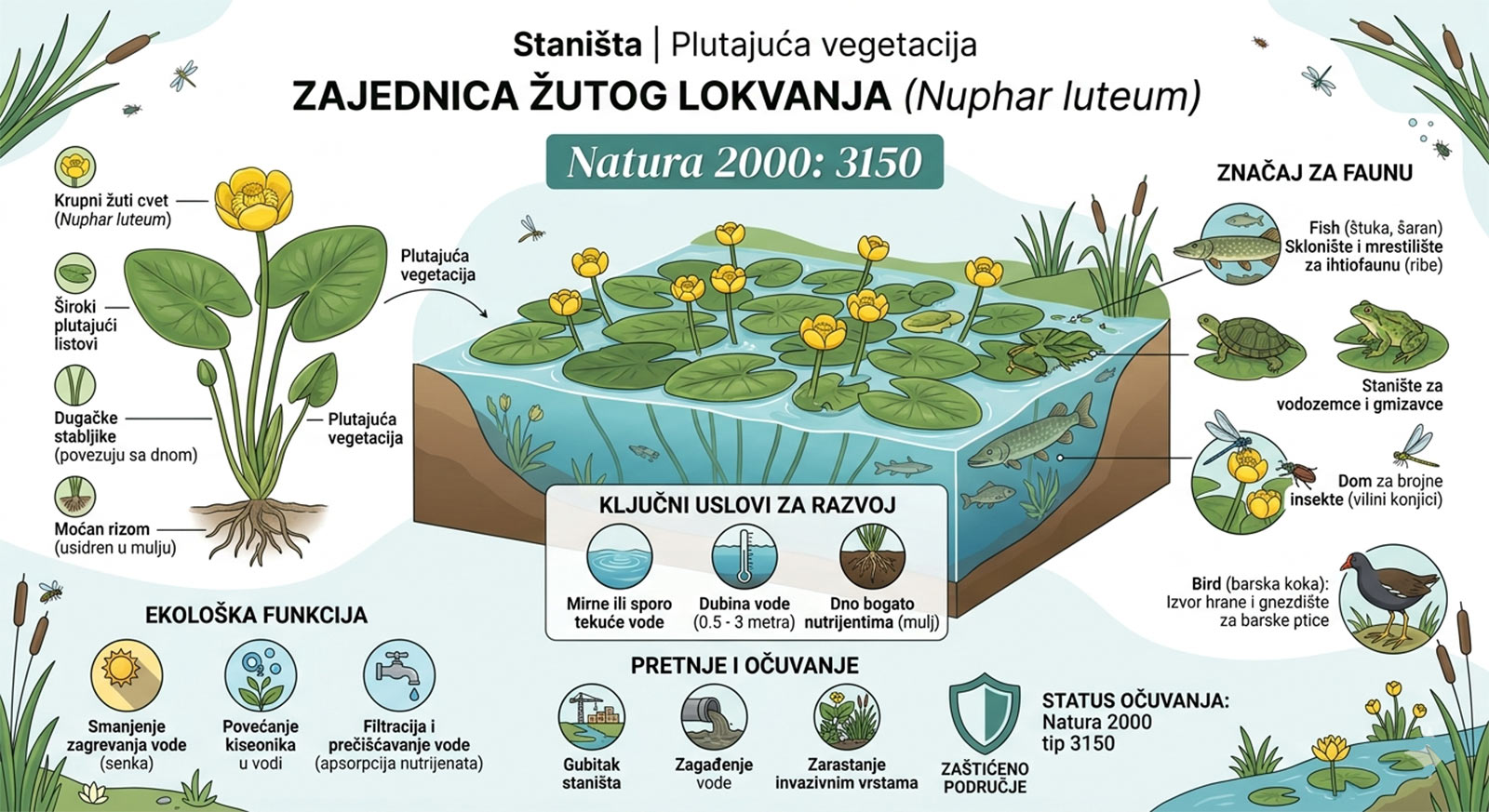 Zajednica žutog lokvanja