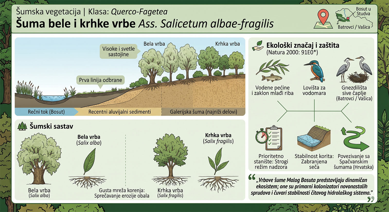 Šuma bele i krhke vrbe
